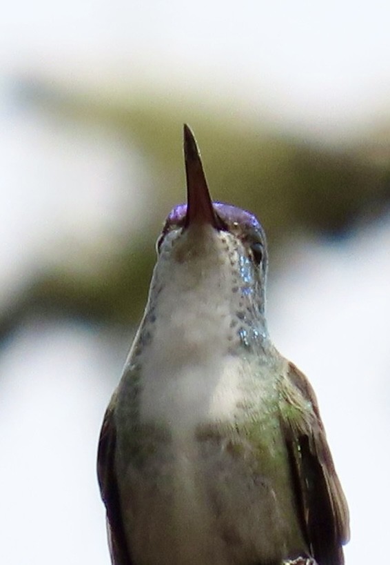 Azure-crowned Hummingbird - ML618568117
