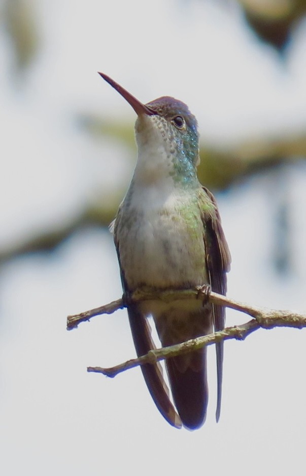 Azure-crowned Hummingbird - ML618568118