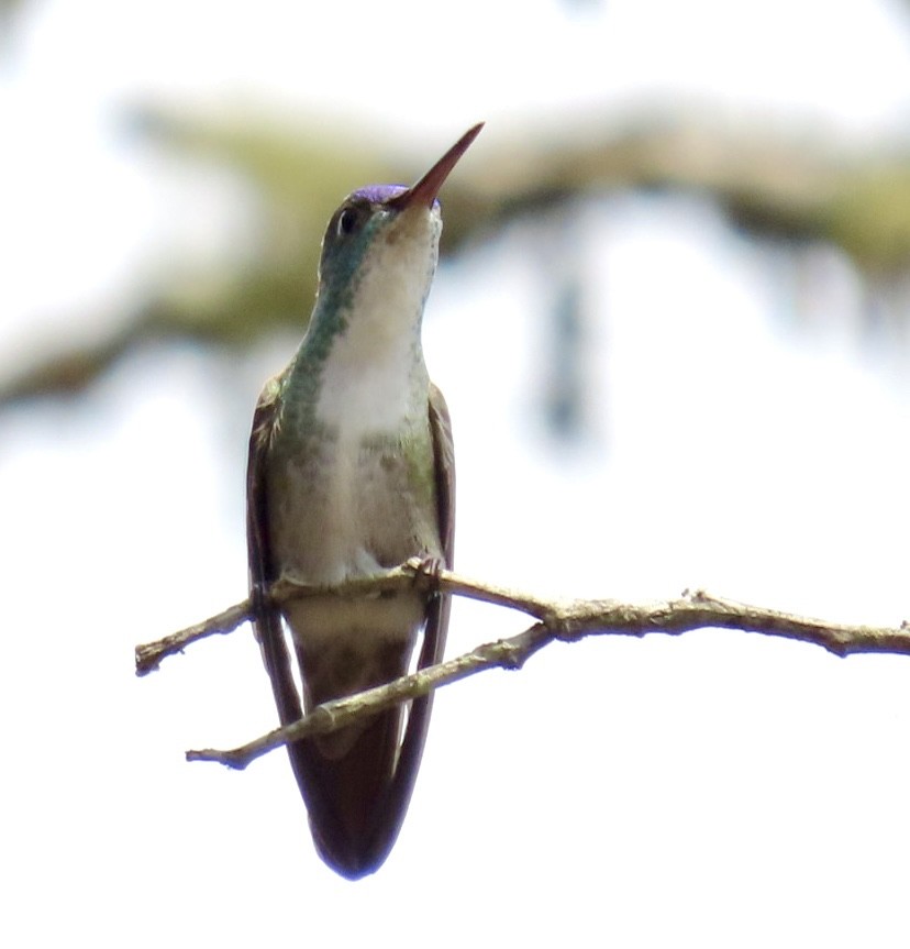 Azure-crowned Hummingbird - ML618568119