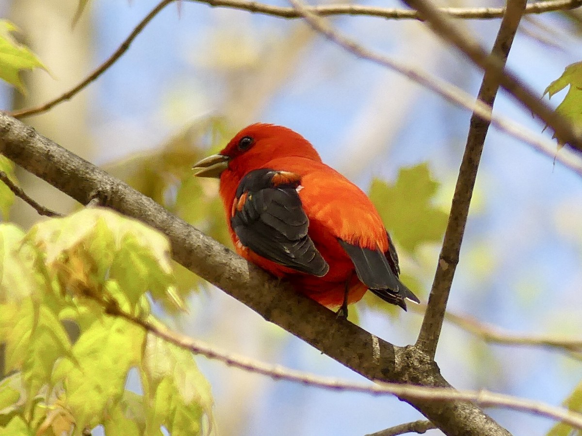 Scarlet Tanager - ML618568129