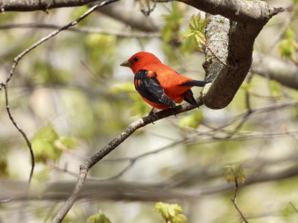 Scarlet Tanager - ML618568165