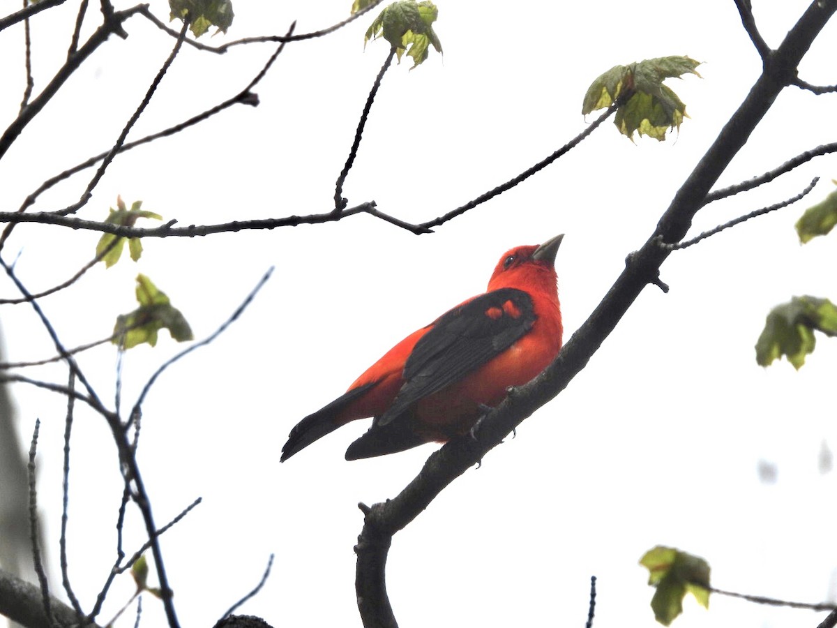 Scarlet Tanager - ML618568166