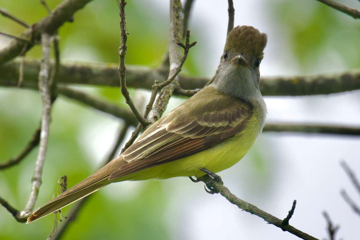 Great Crested Flycatcher - ML618568202