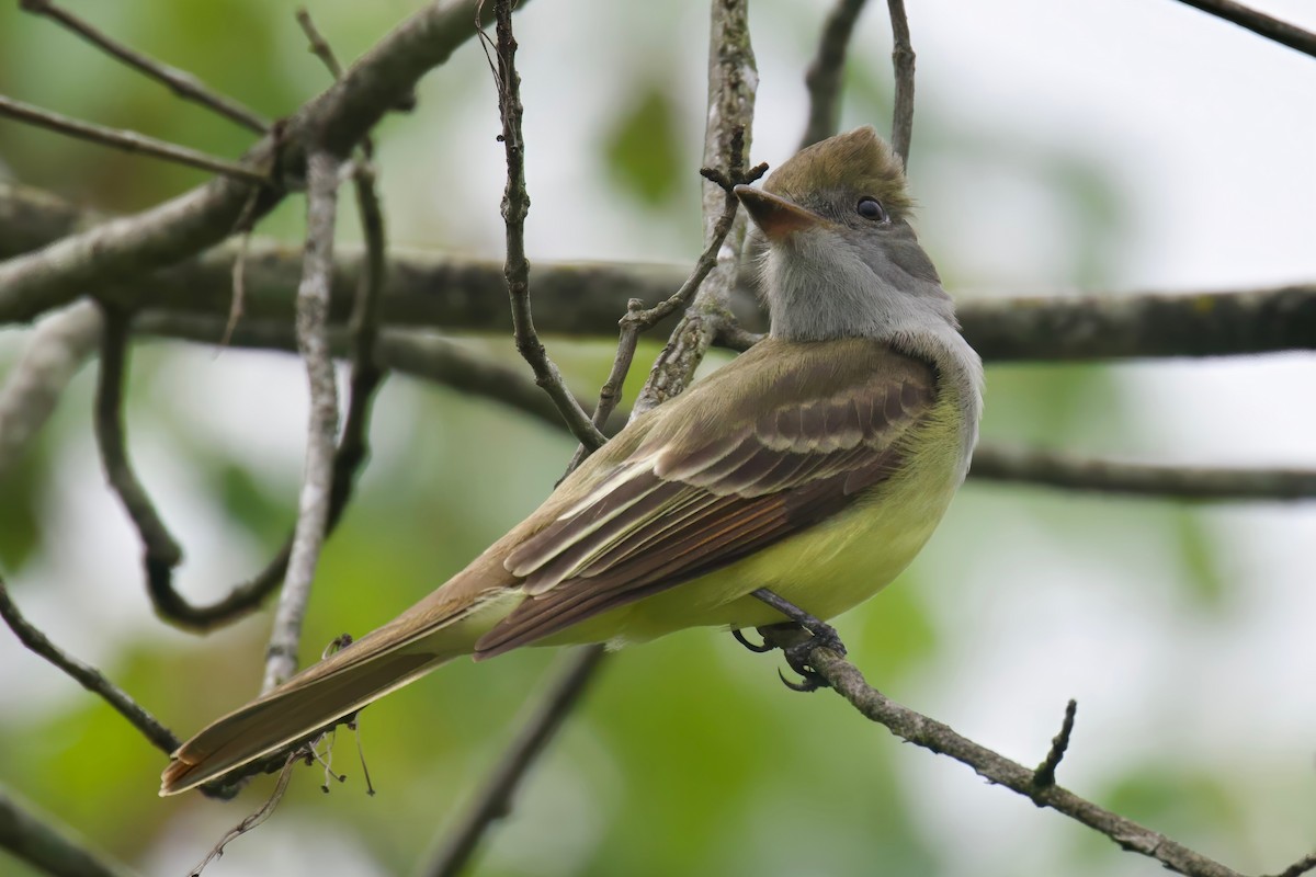 Great Crested Flycatcher - ML618568203