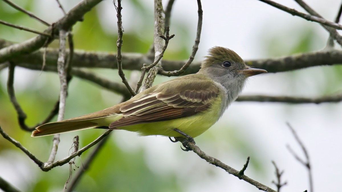 Great Crested Flycatcher - ML618568204