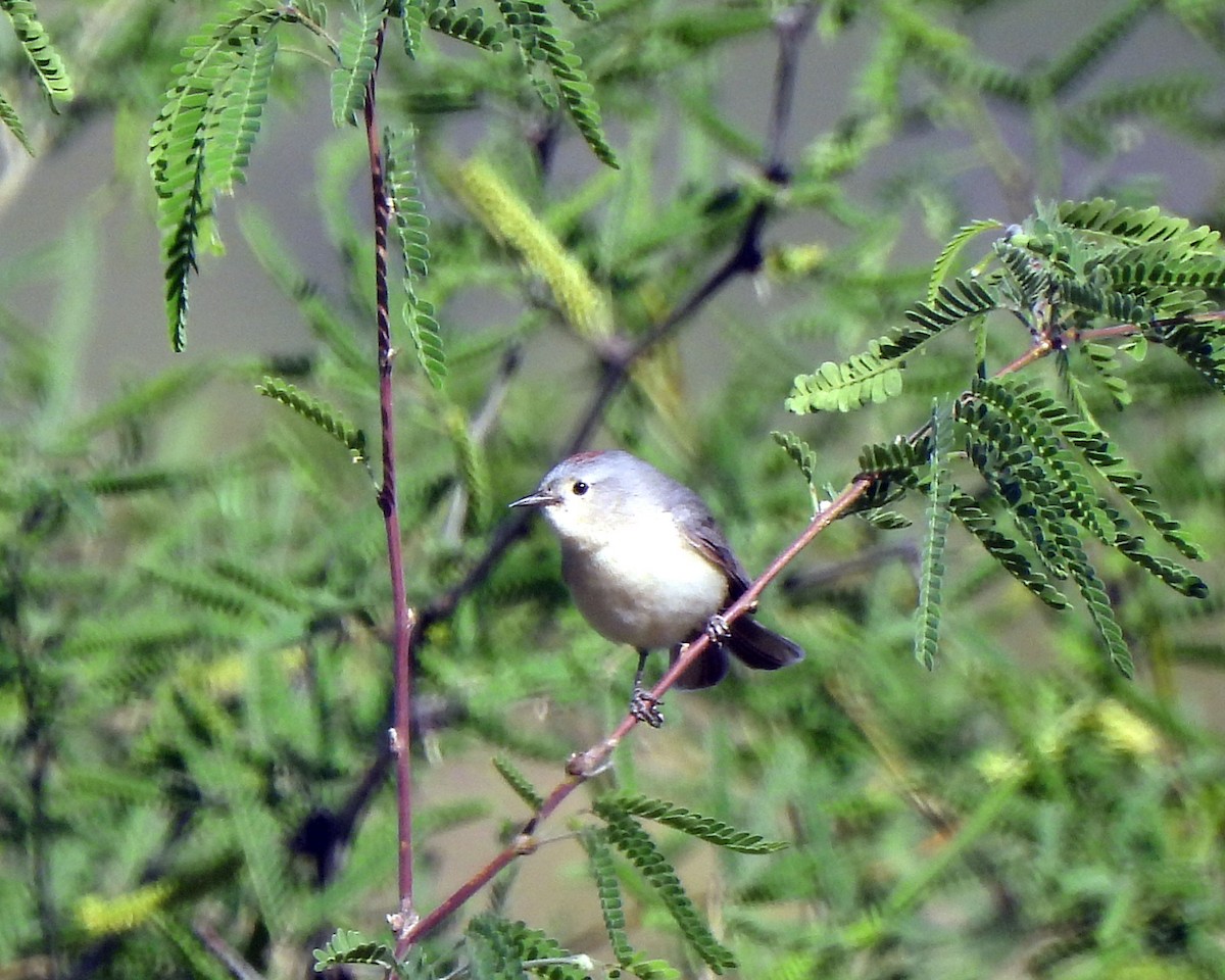 Lucy's Warbler - ML618568247