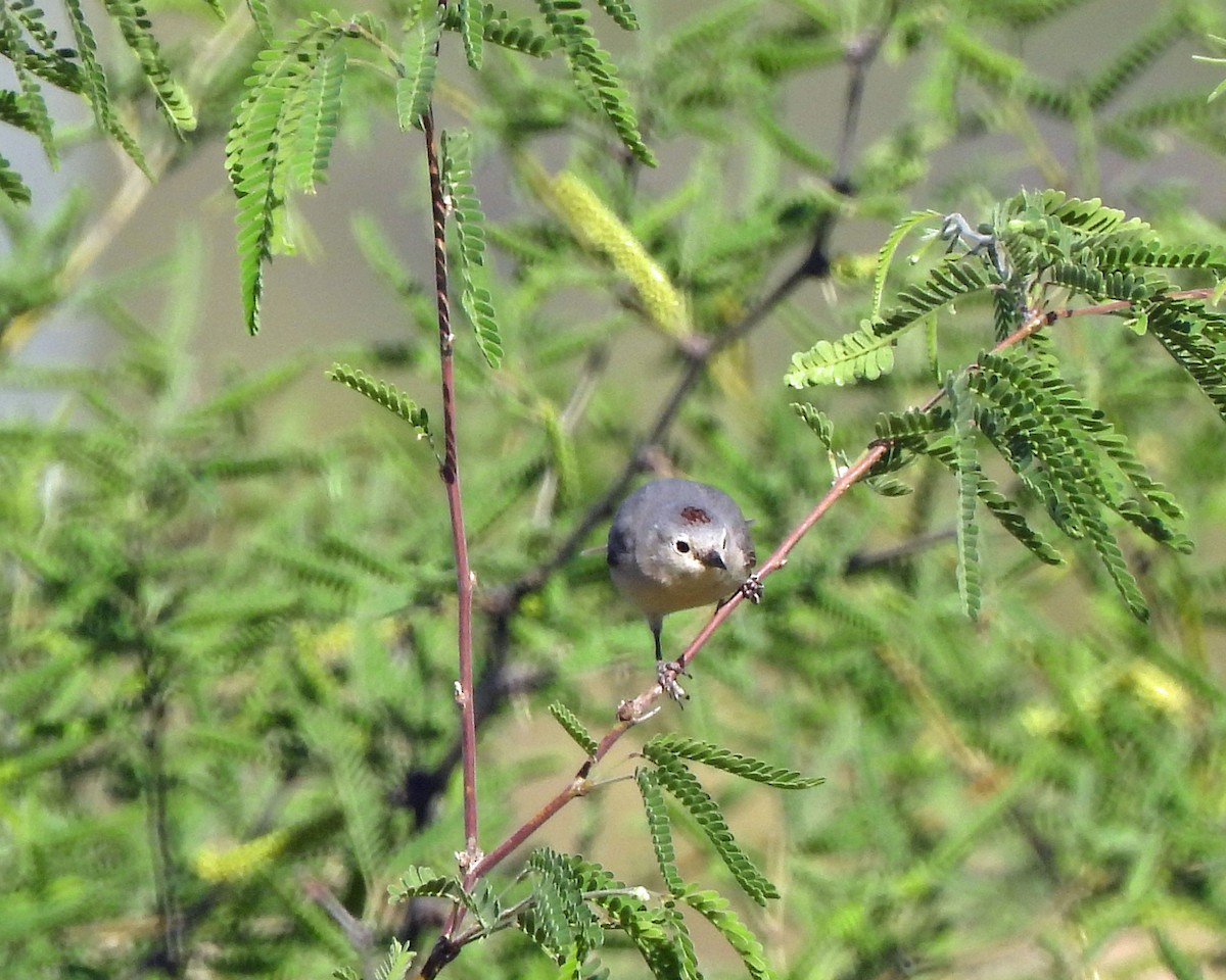 Lucy's Warbler - ML618568248
