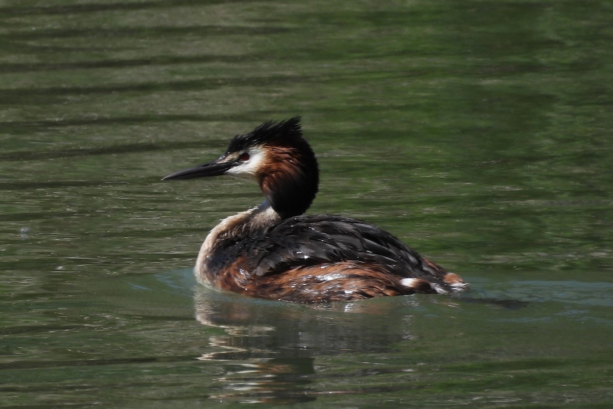 Great Crested Grebe - ML618568256