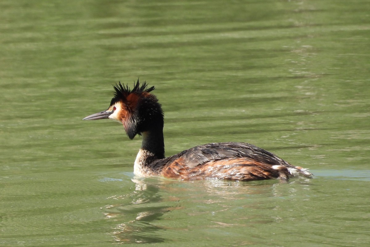 Great Crested Grebe - ML618568257