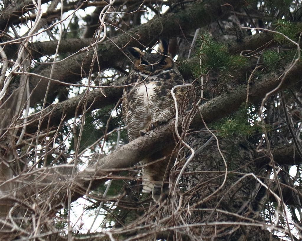 Great Horned Owl - ML618568259