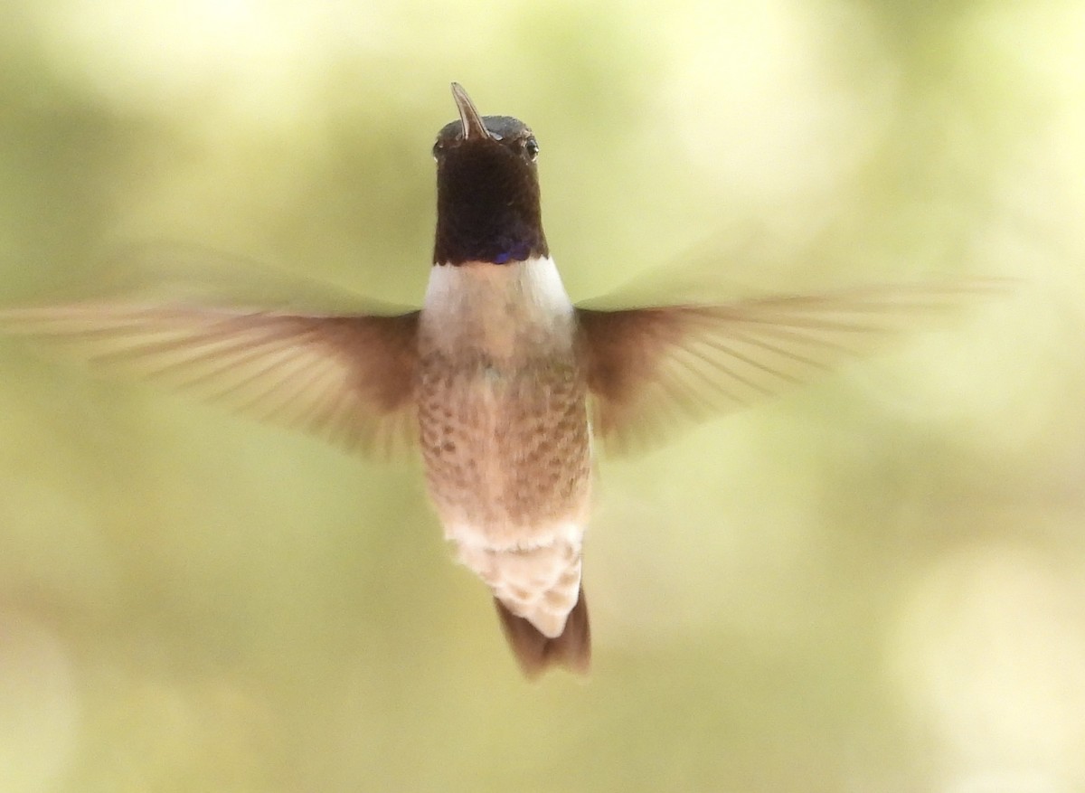 Black-chinned Hummingbird - ML618568265