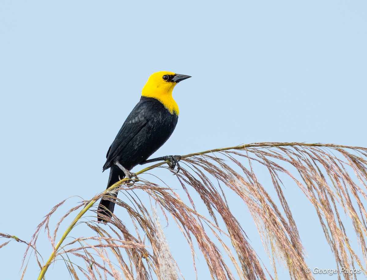 Yellow-hooded Blackbird - ML618568270