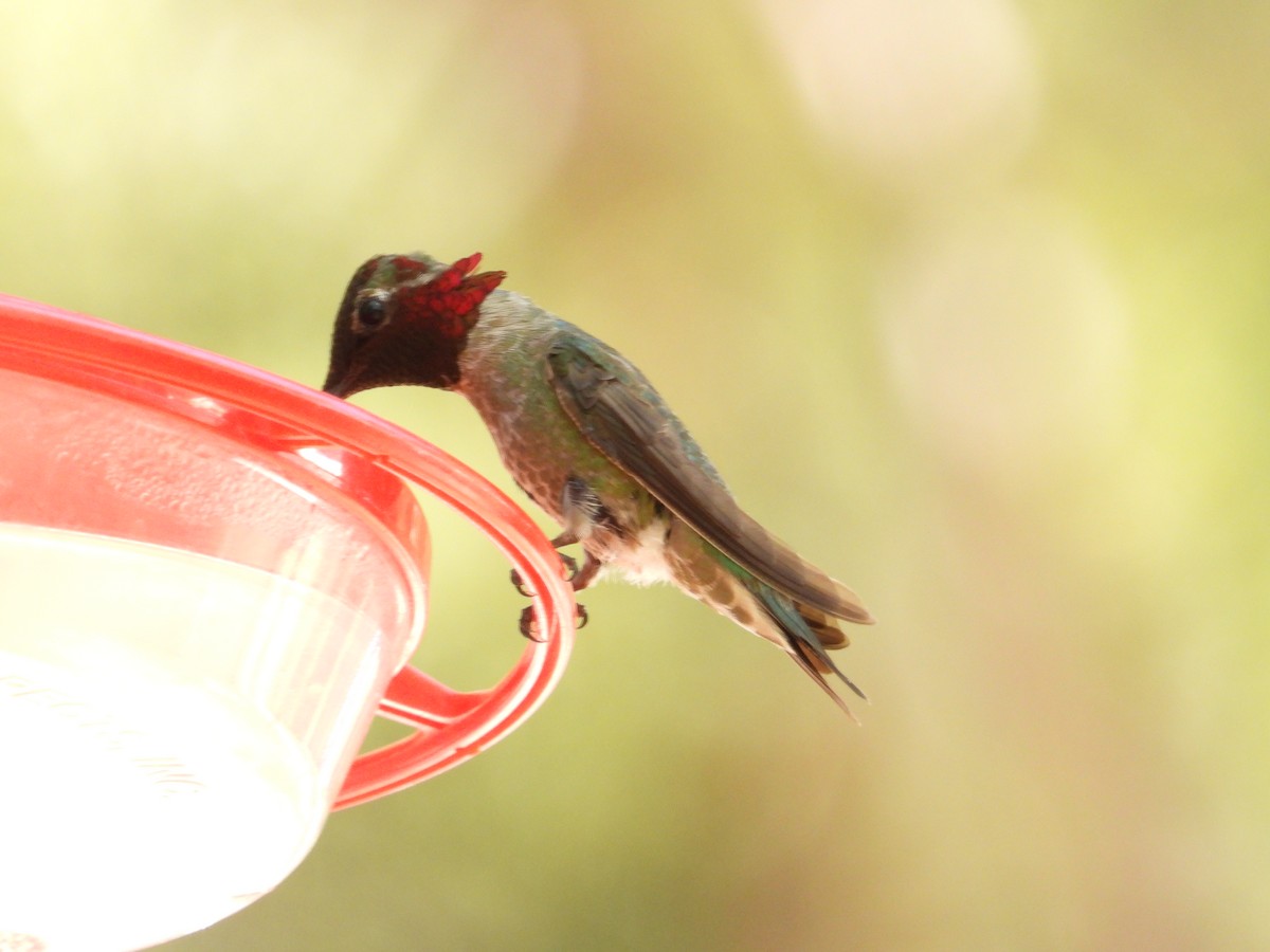 Anna's Hummingbird - ML618568273