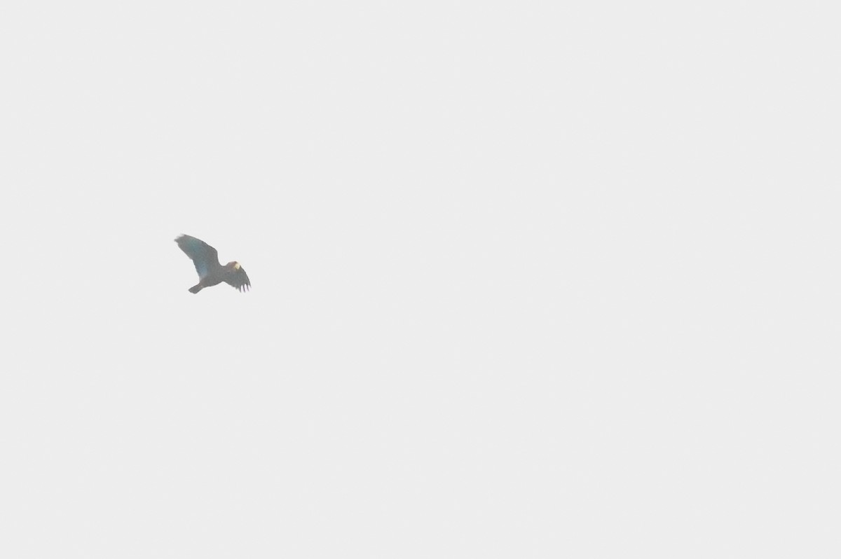 Bronze-winged Parrot - ML618568292
