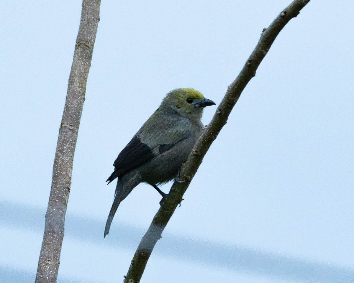 Palm Tanager - ML618568313