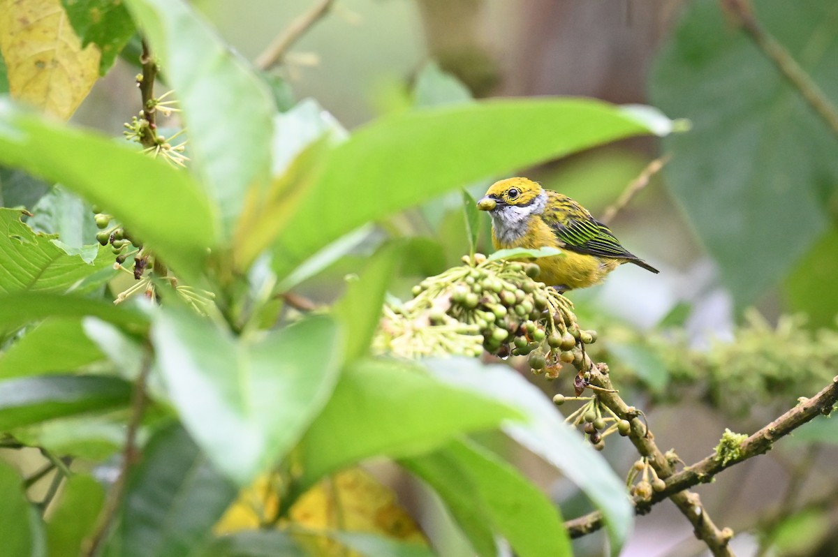 Silver-throated Tanager - ML618568315
