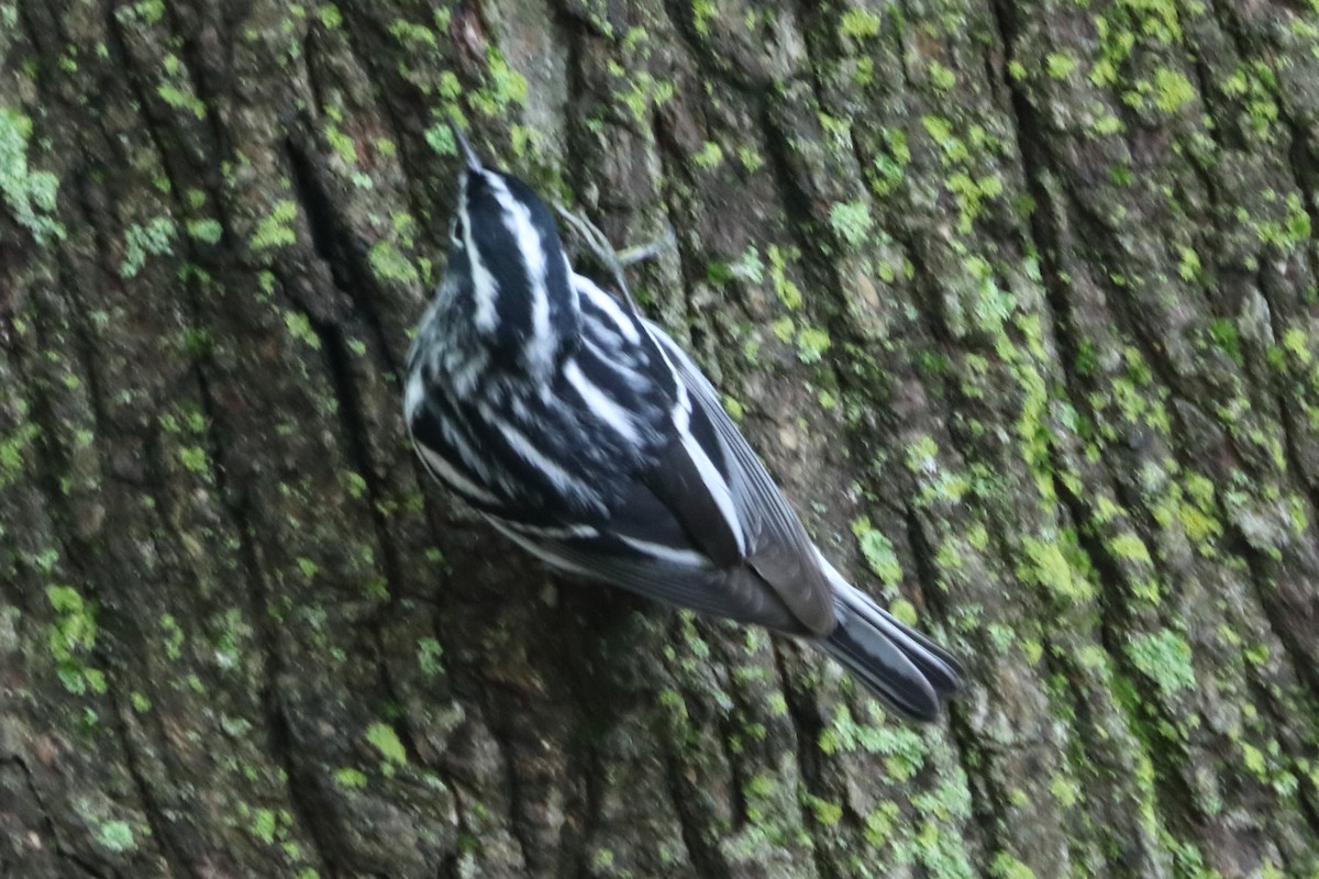 Black-and-white Warbler - ML618568320