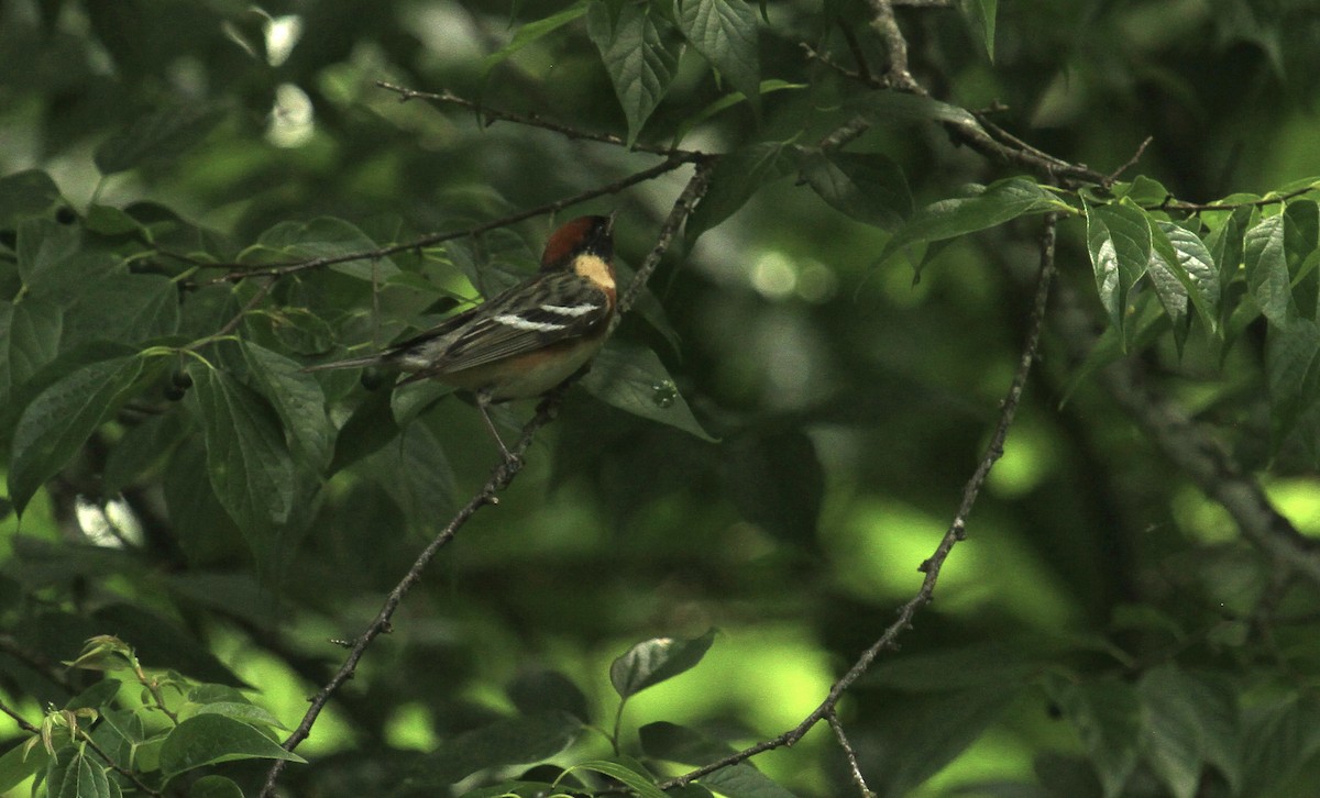 Bay-breasted Warbler - ML618568325