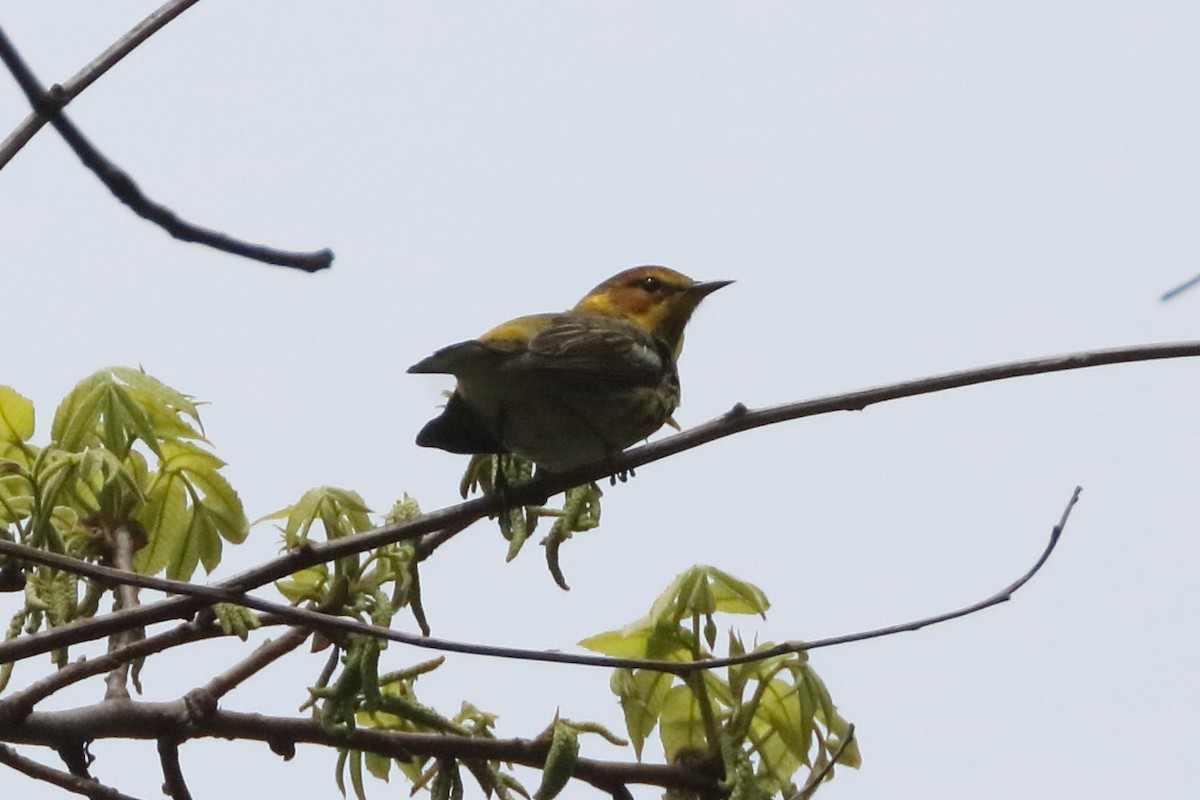 Cape May Warbler - ML618568338
