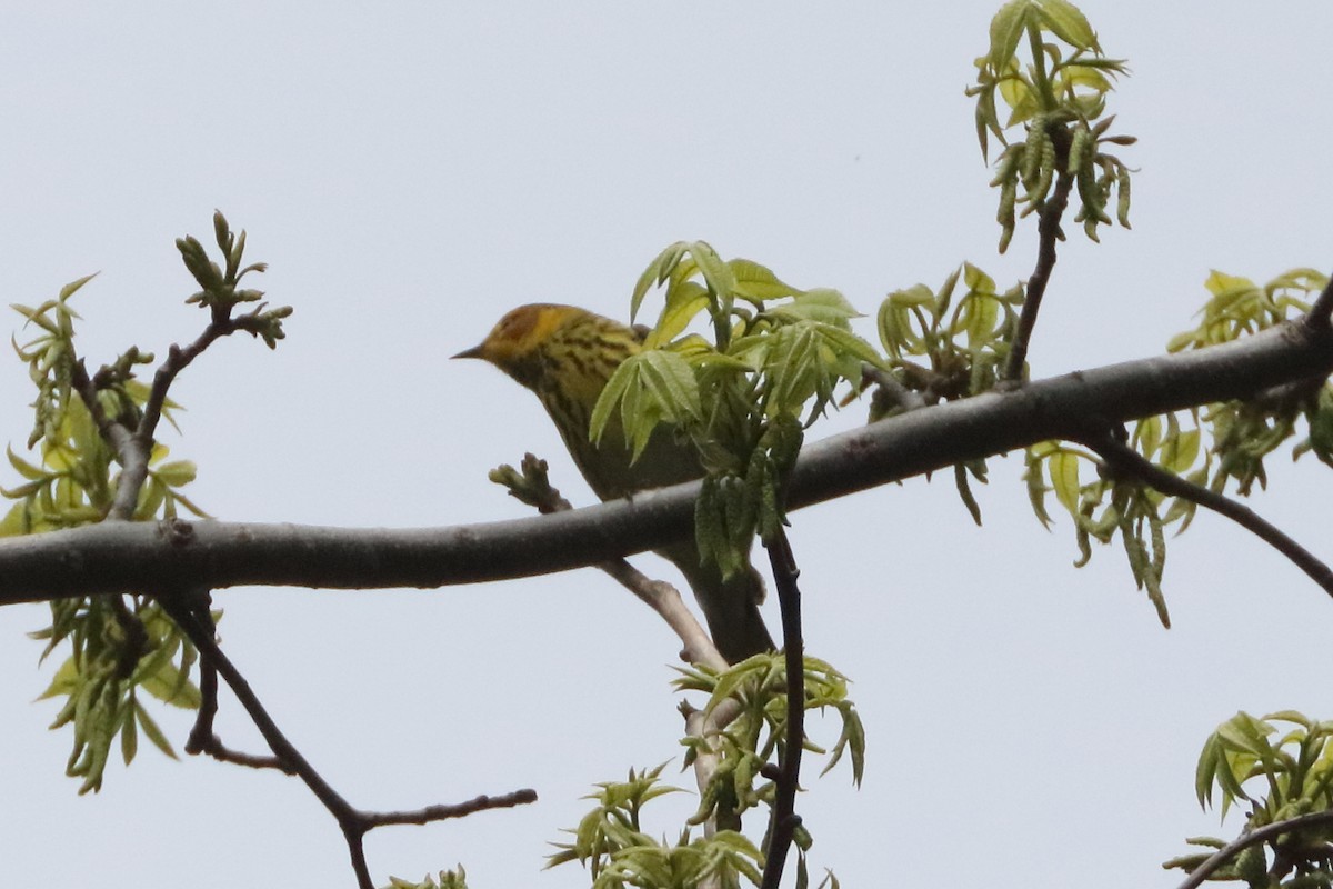 Cape May Warbler - ML618568339