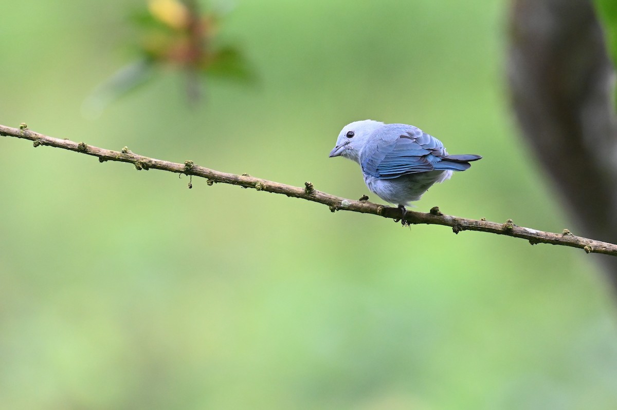 Blue-gray Tanager (Blue-gray) - ML618568345