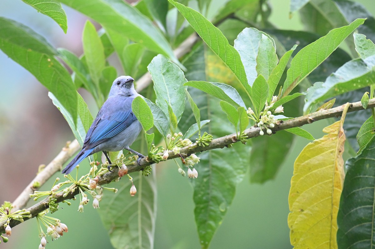 Blue-gray Tanager (Blue-gray) - ML618568346