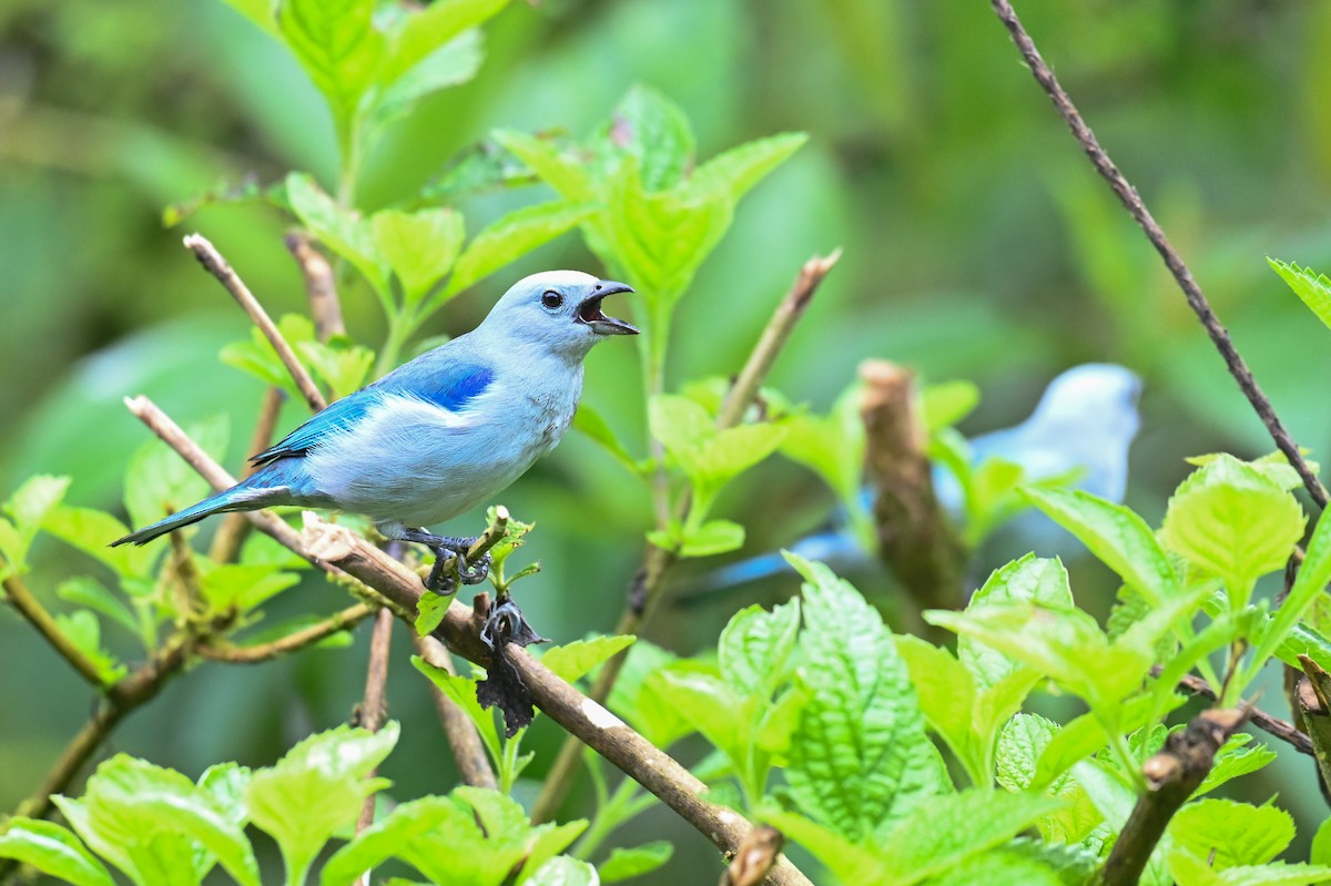 Blue-gray Tanager (Blue-gray) - ML618568347