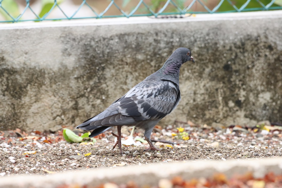 Rock Pigeon (Feral Pigeon) - ML618568362
