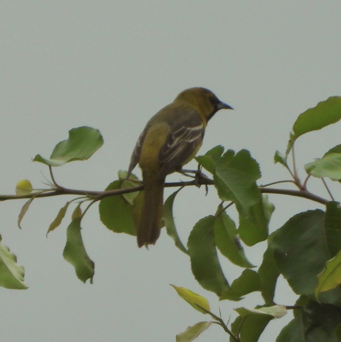 Orchard Oriole - ML618568379