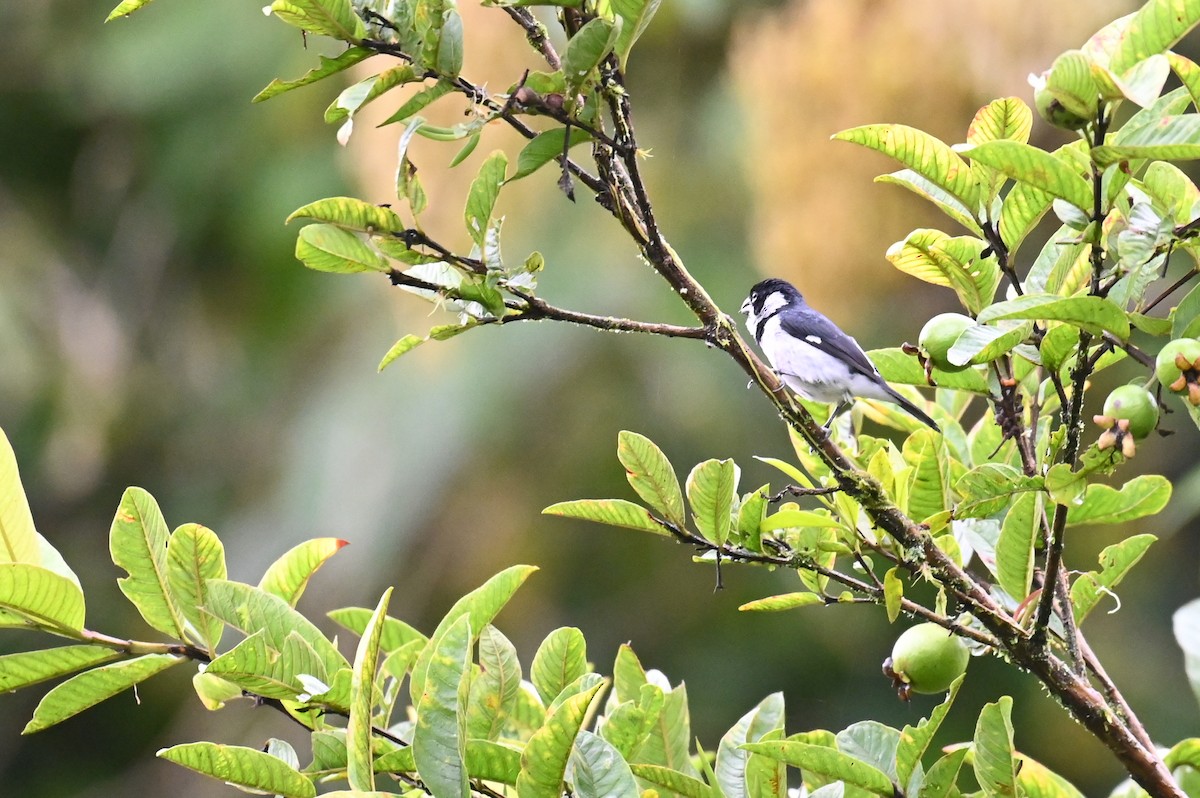 Variable Seedeater (Variable) - ML618568408