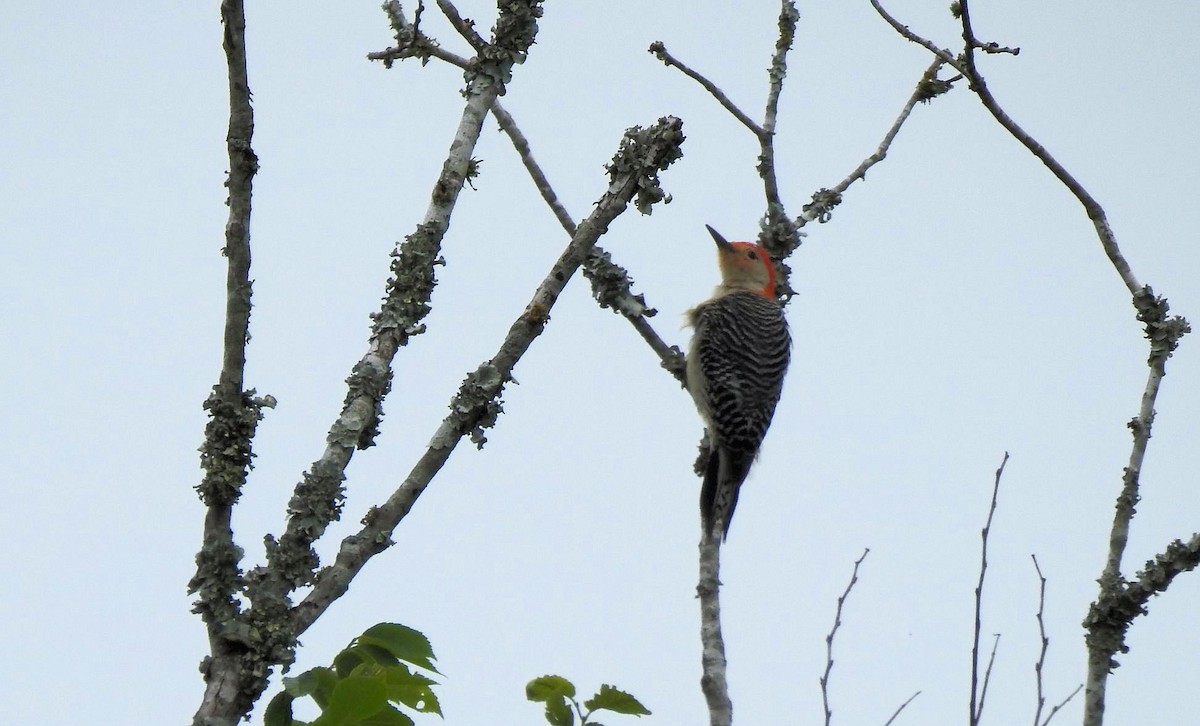 Red-bellied Woodpecker - ML618568415