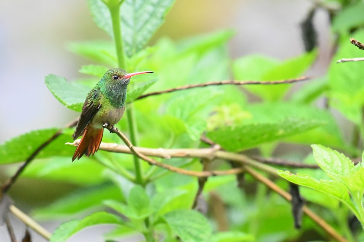 Rufous-tailed Hummingbird (Rufous-tailed) - ML618568419