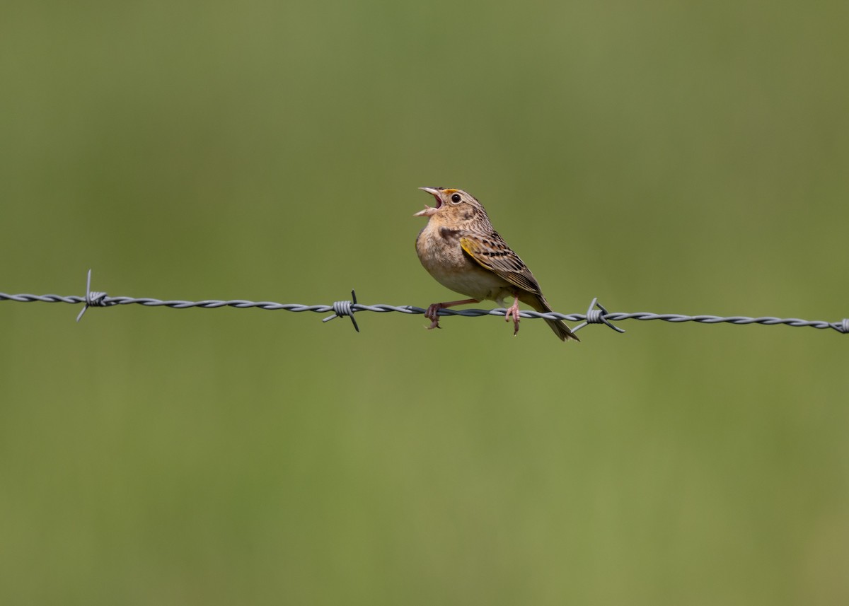 Grasshopper Sparrow - ML618568422