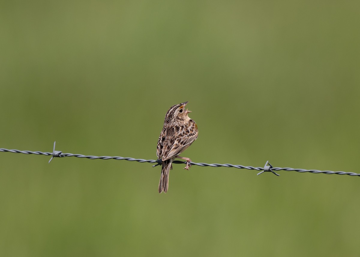 Grasshopper Sparrow - ML618568427