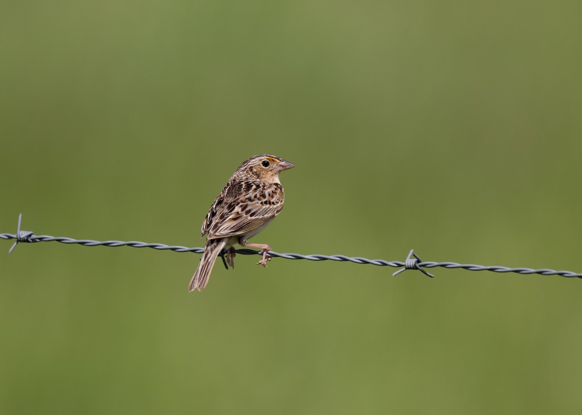Grasshopper Sparrow - ML618568438