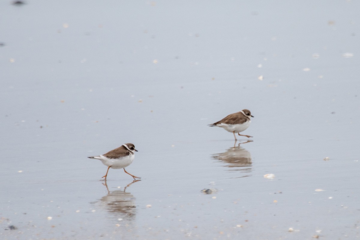 Semipalmated Plover - ML618568459