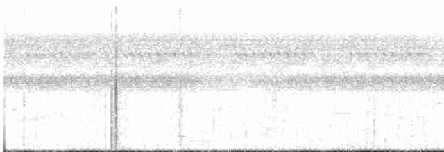White-flanked Antwren - ML618568464