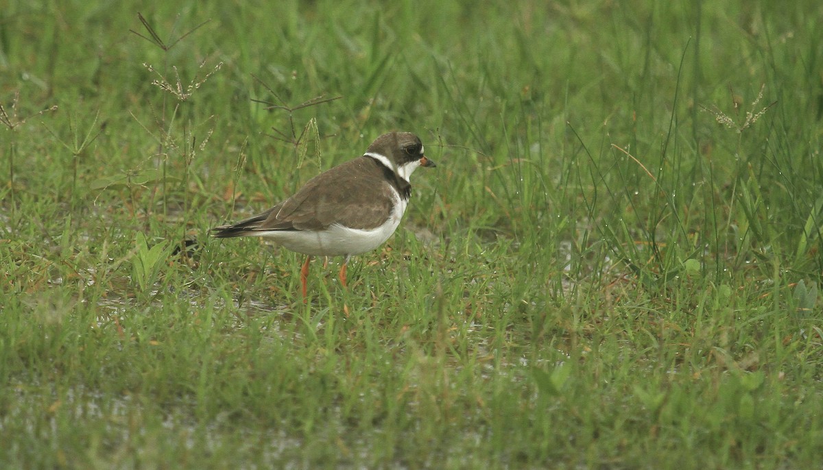 Semipalmated Plover - ML618568480