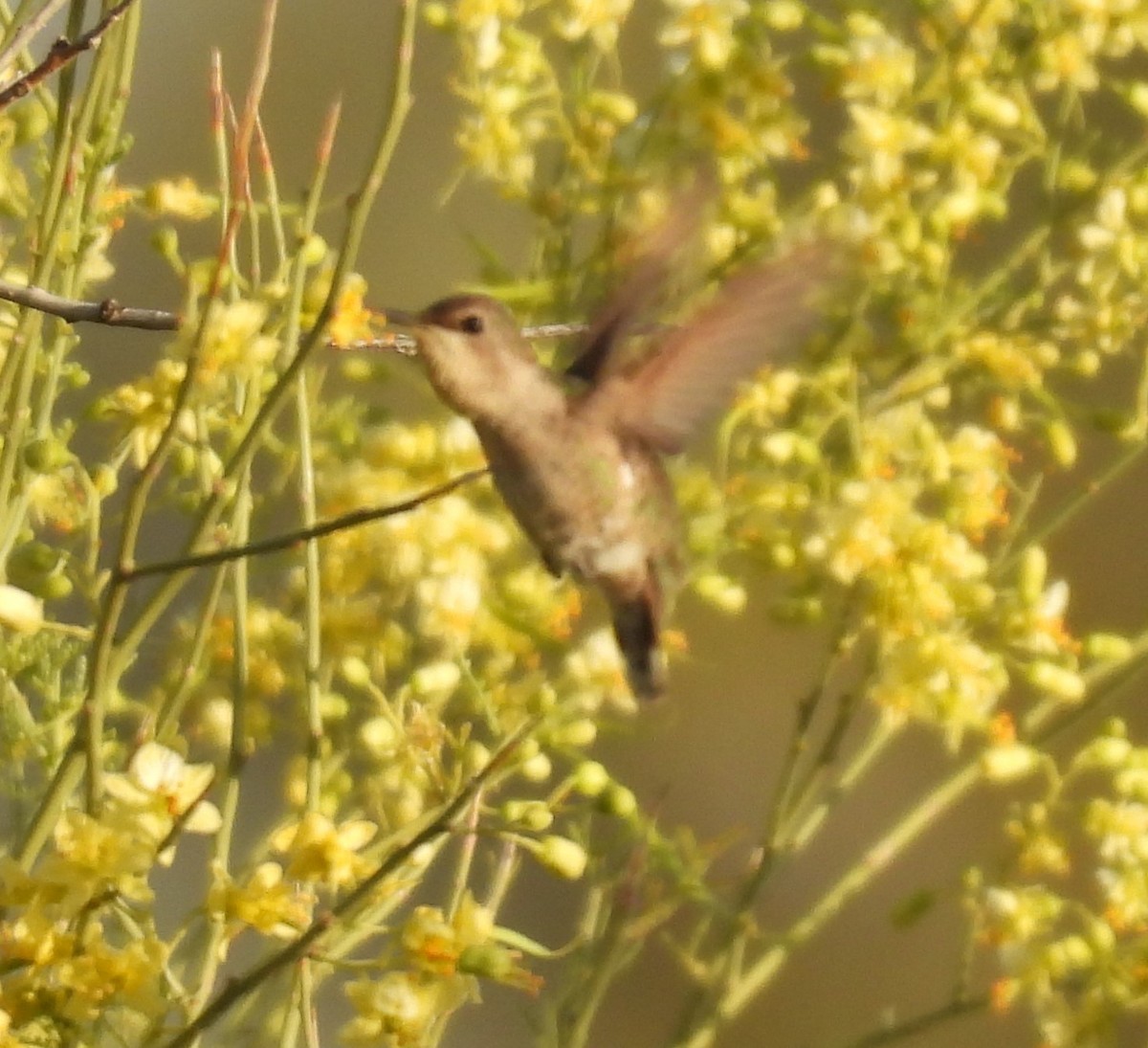 Anna's Hummingbird - ML618568481
