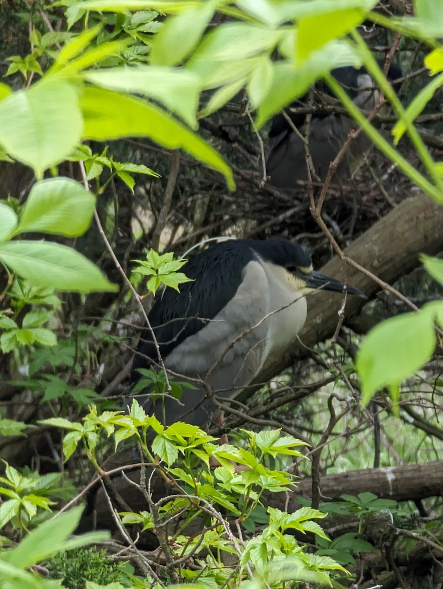 Black-crowned Night Heron - ML618568564