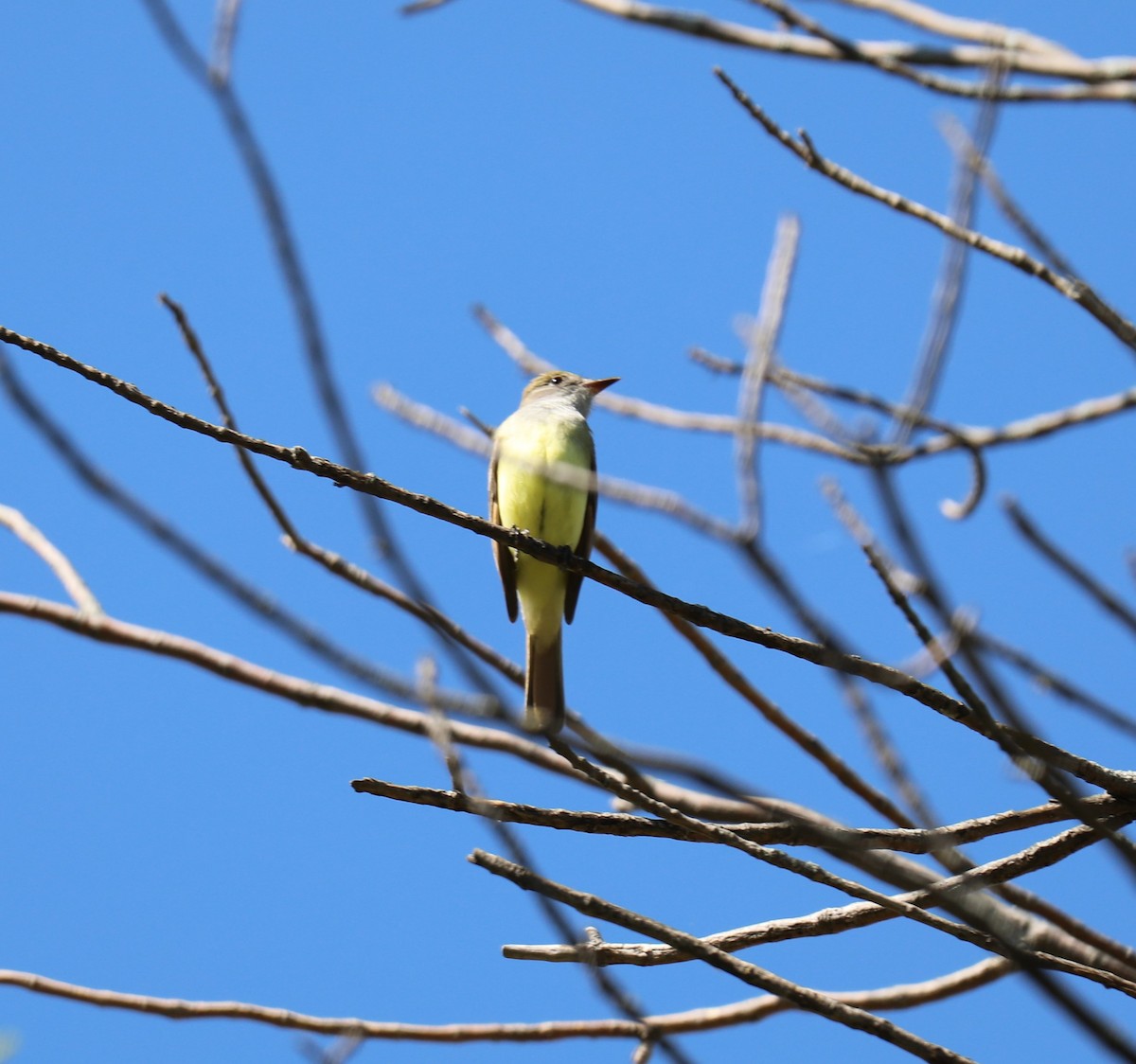 Great Crested Flycatcher - ML618568582