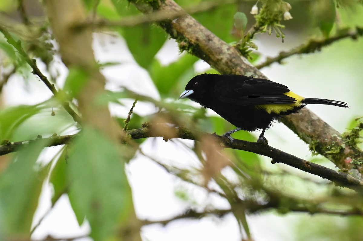 Flame-rumped Tanager (Lemon-rumped) - ML618568625