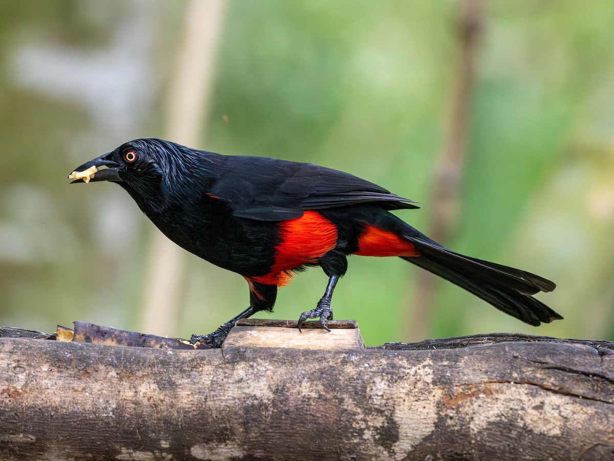 Red-bellied Grackle - ML618568645