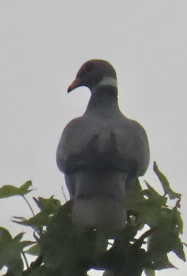 Band-tailed Pigeon - ML618568677