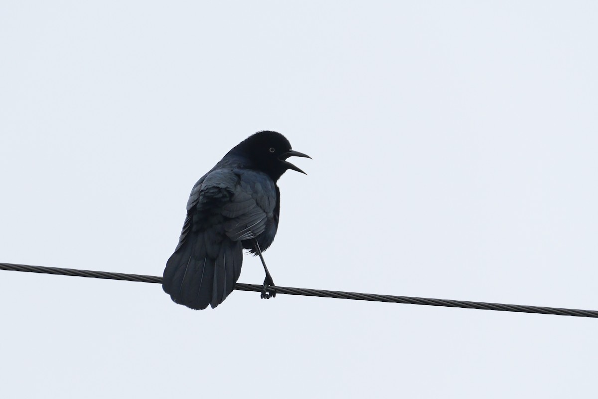 Boat-tailed Grackle - ML618568678