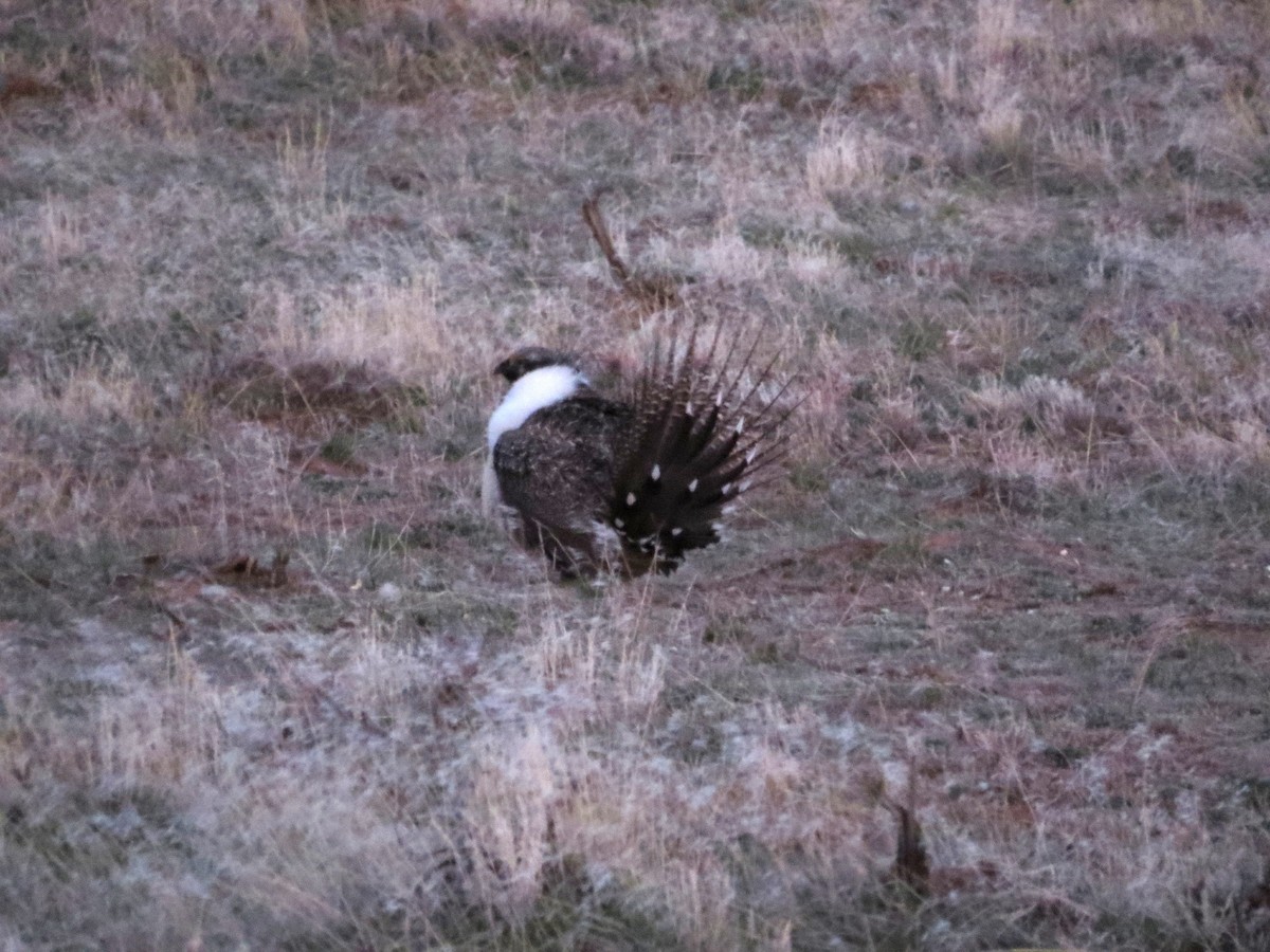 Greater Sage-Grouse - ML618568716