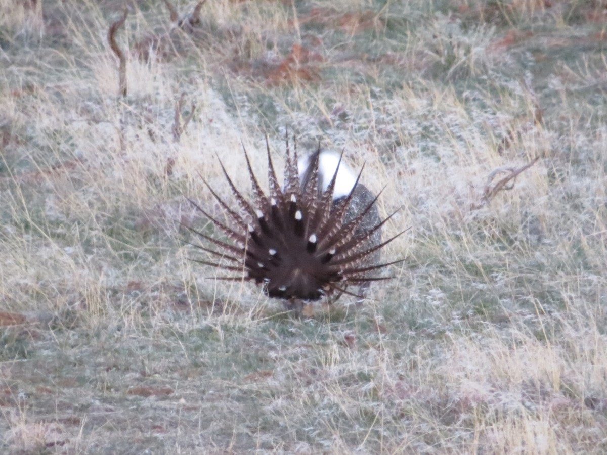 Greater Sage-Grouse - ML618568729