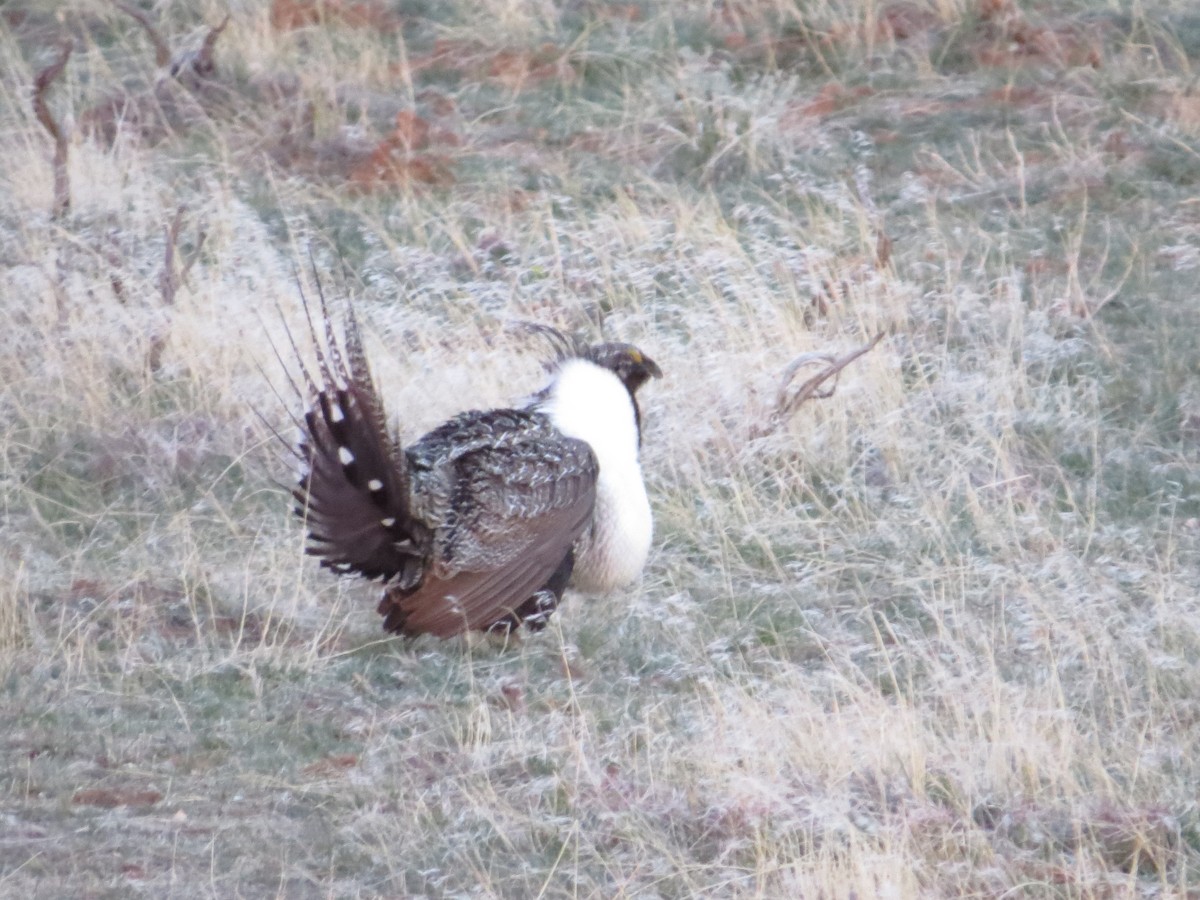 Greater Sage-Grouse - ML618568746