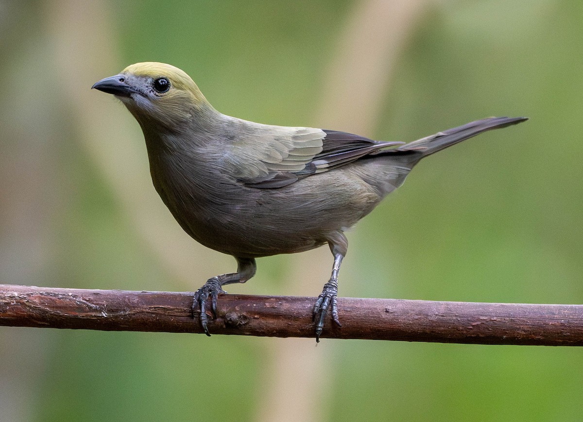 Palm Tanager - ML618568752