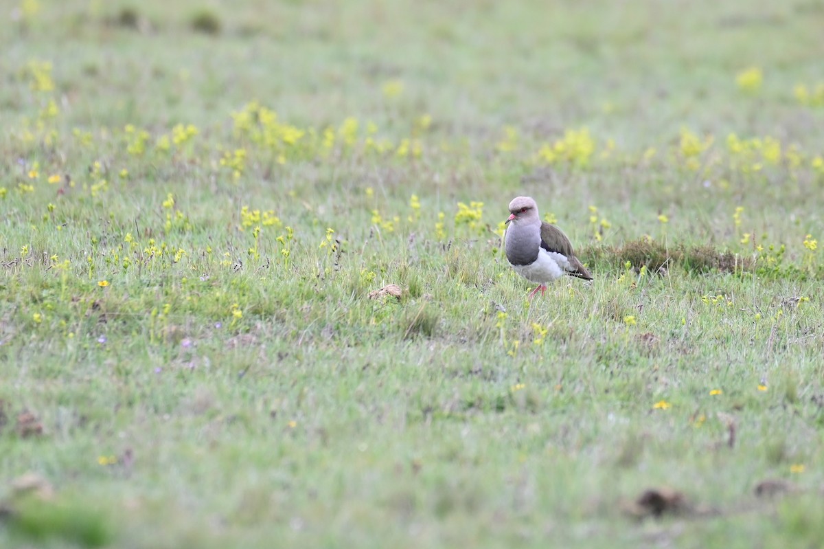 Andean Lapwing - ML618568757